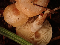 Pholiota lenta