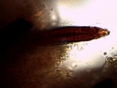 Agaricomycotina
