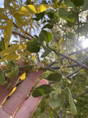 Phoradendron macrophyllum