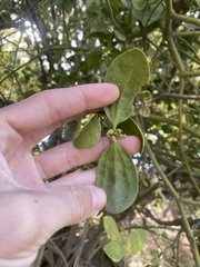 Phoradendron macrophyllum