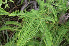 Gleicheniaceae