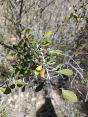 Cercocarpus betuloides