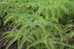 Gleicheniaceae