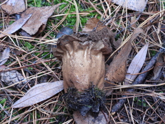 Lycoperdon excipuliforme