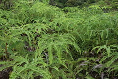 Gleicheniaceae