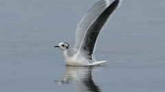 Hydrocoloeus minutus