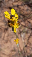 Sisyrinchium graminifolium