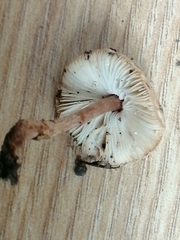 Lepiota echinella