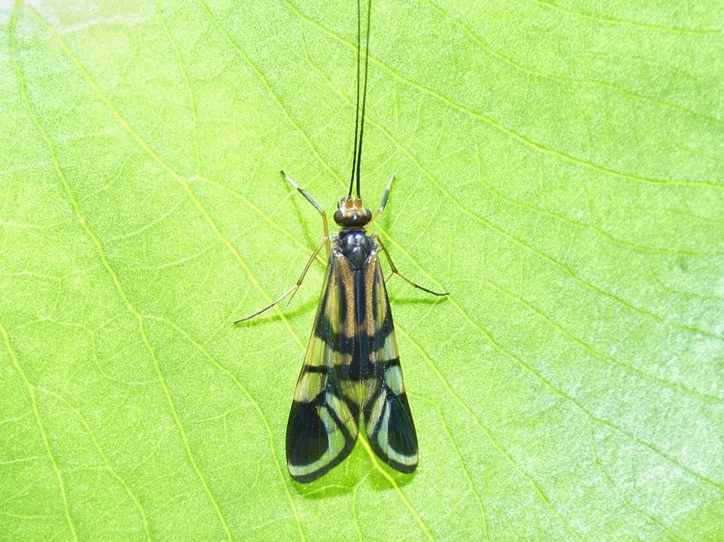 Macrostemum ulmeri