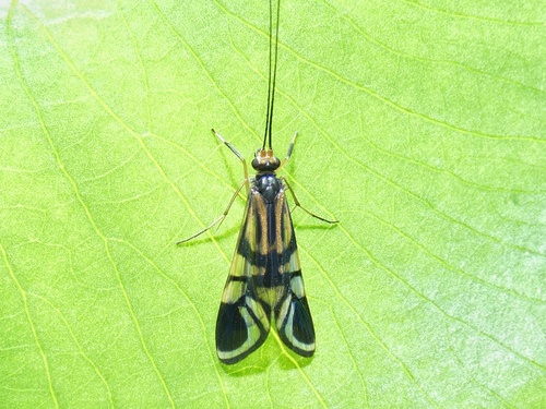 Hydropsychidae image