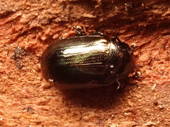 Phratora