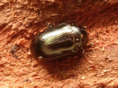 Phratora
