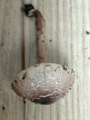 Lepiota echinella