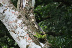 Sciurus variegatoides helveolus
