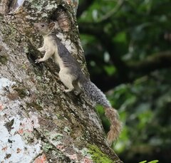 Sciurus variegatoides helveolus