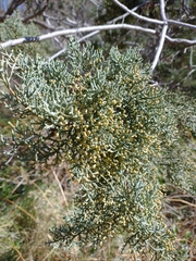 Cupressus glabra