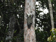 Galeopterus variegatus