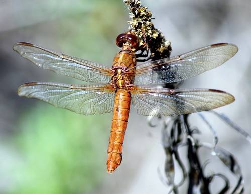 iNaturalist observation photo of Neon Skimmer