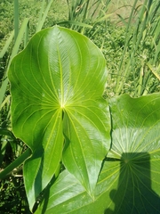 Sagittaria montevidensis