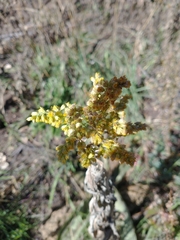 Solidago velutina