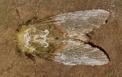 Disphragis manethusa