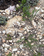 Scabiosa incisa