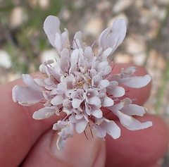 Scabiosa incisa