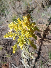 Solidago velutina