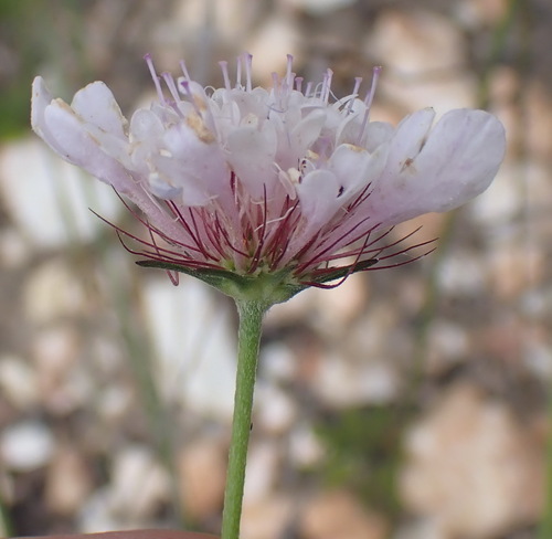 Image of Scabiosa incisa by (c) Nicola van Berkel, some rights reserved (CC BY-SA)