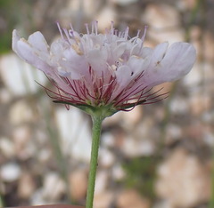 Scabiosa incisa
