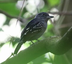 Thamnophilus atrinucha