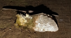 Disphragis manethusa