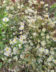 Erigeron annuus