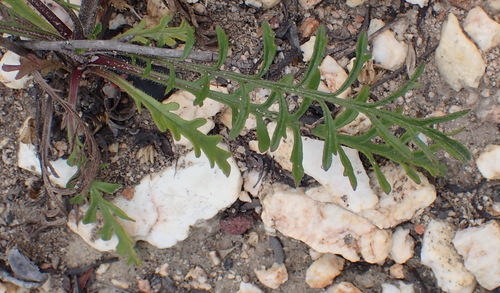 Image of Scabiosa incisa by (c) Nicola van Berkel, some rights reserved (CC BY-SA)
