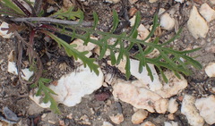 Scabiosa incisa