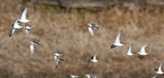 Calidris alpina