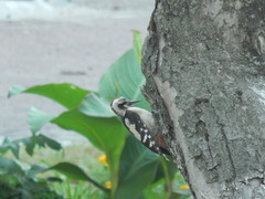 Dendrocopos syriacus