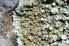 Squamarina periculosa