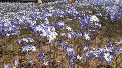 Leucocoryne coquimbensis