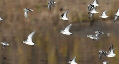 Calidris alpina