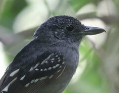 Thamnophilus atrinucha