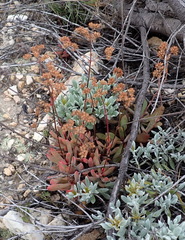 Crassula pubescens