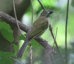 Saltator striatipectus