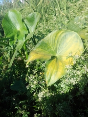 Sagittaria montevidensis