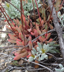 Crassula pubescens