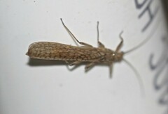 Plecoptera