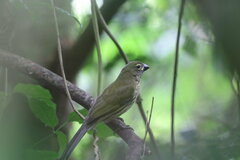 Saltator striatipectus