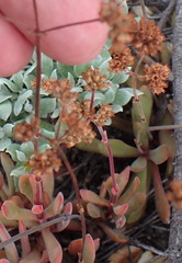 Crassula pubescens