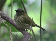 Saltator striatipectus