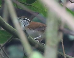 Thryophilus rufalbus